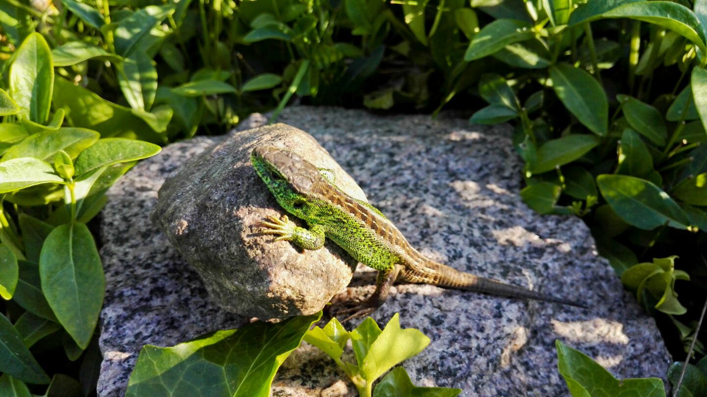 männliche Zauneidechse auf Steinhaufen